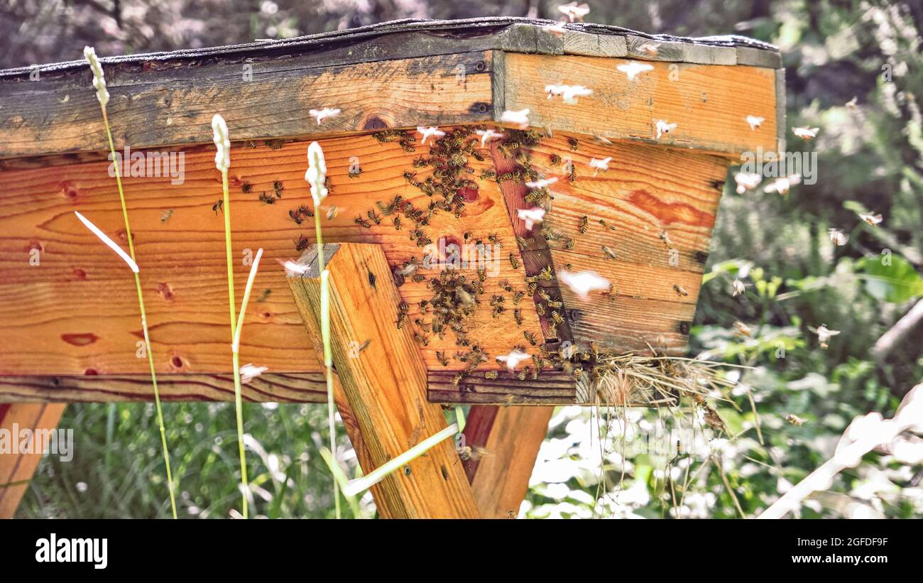 alveare di legno con colonia di api per produzione di miele Foto Stock