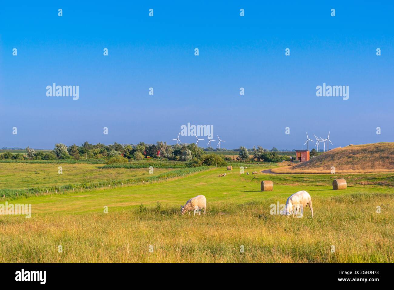 Paludi intorno al villaggio di Westerhever sulla penisola Eiderstedt, Mare del Nord, Frisia del Nord, Stato federale dello Schleswig-Holstein, Germania del Nord Foto Stock