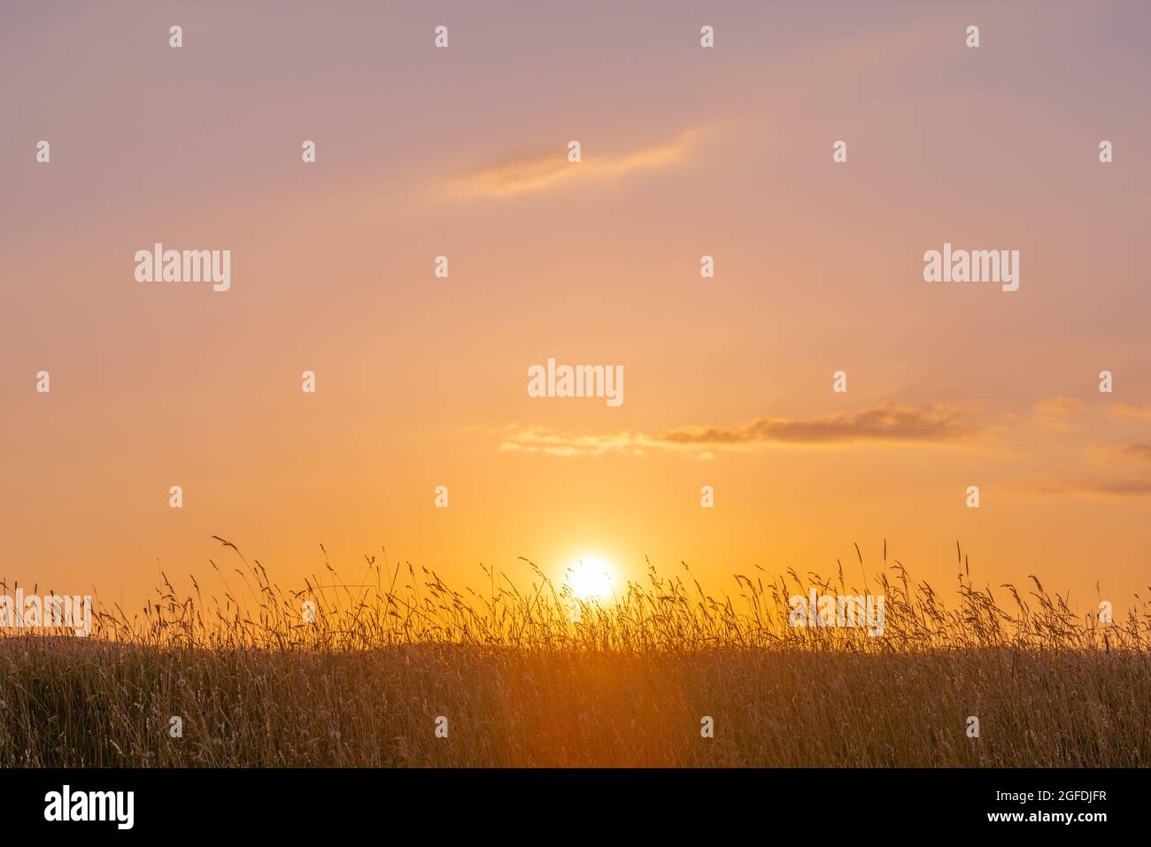 Erba in cima alla diga del Mare del Nord al villaggio di Westerhever nel sole serale, penisola Eiderstedt, Frisia del Nord, Schleswig-Holstein, Germania del Nord Foto Stock