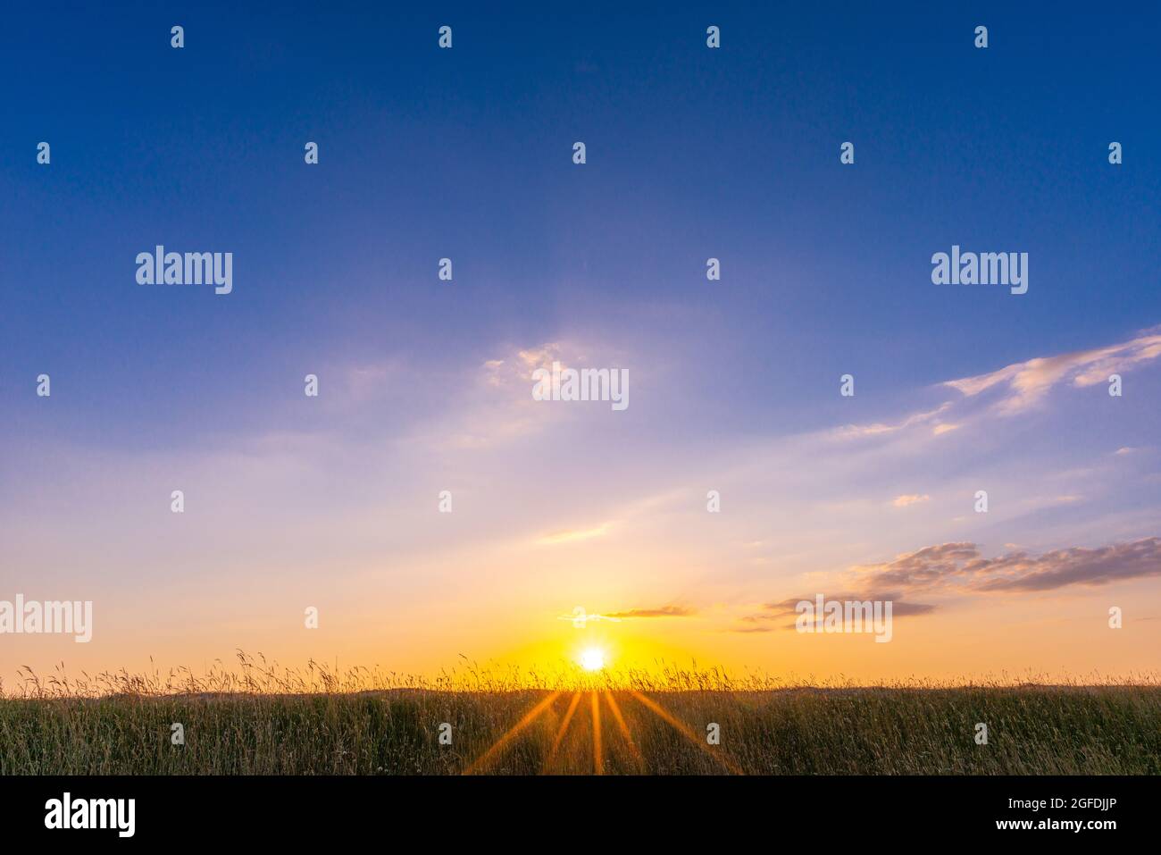 Erba in cima alla diga del Mare del Nord al villaggio di Westerhever nel sole serale, penisola Eiderstedt, Frisia del Nord, Schleswig-Holstein, Germania del Nord Foto Stock