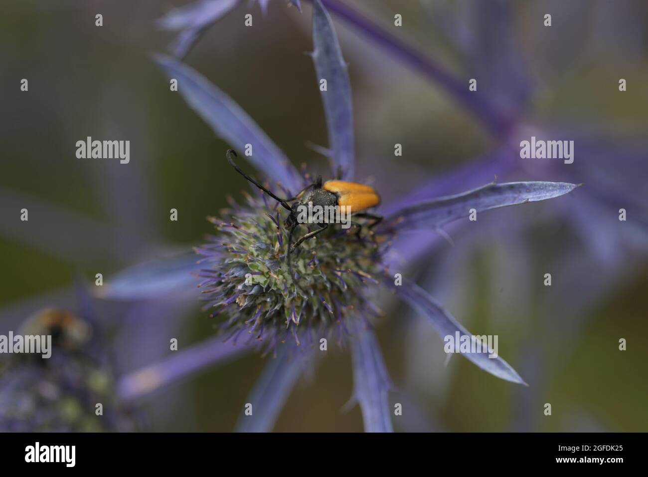 Tawny Longhorn Beetle / paracorymbia fulva foraggio sul mare Holly Eryngium x zabelli jos eijking Foto Stock
