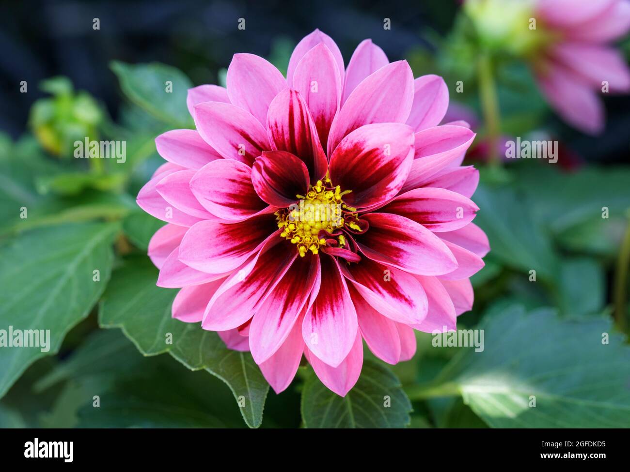 Primo piano di Dahlia Amazone Foto Stock