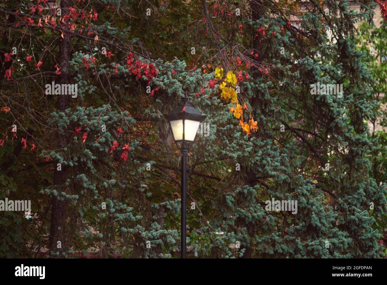 Lampione di strada nel parco autunnale. Lampada d'epoca nel parco della città. lanterna in autunno Foto Stock