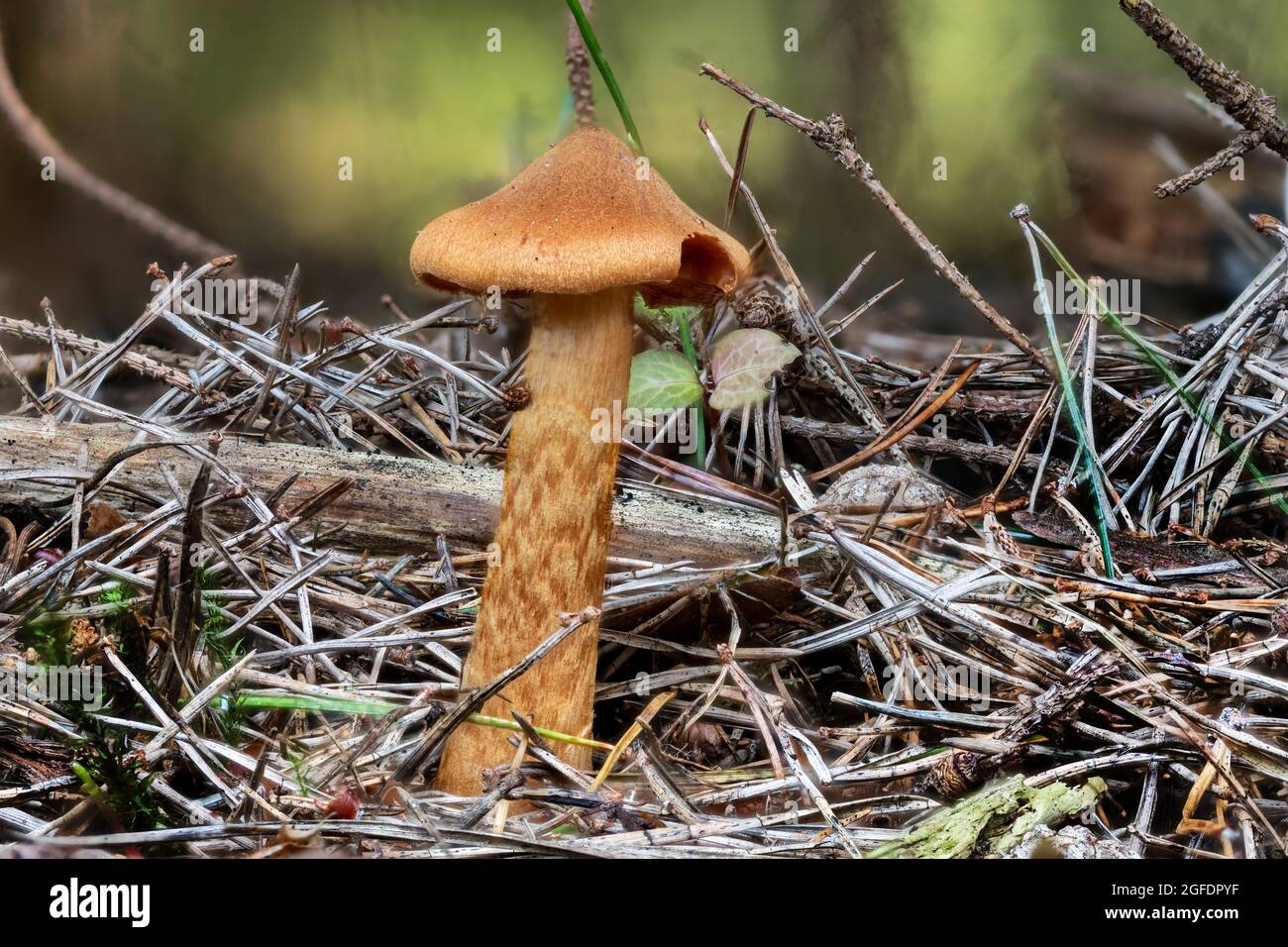 Primo piano di un fungo mortale con cappuccio tra aghi di pino e erba Foto Stock