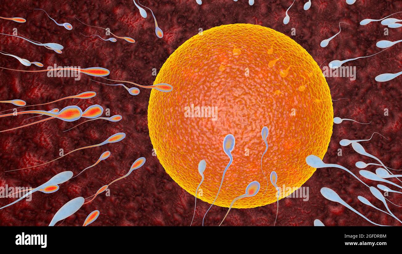 La fecondazione è la fusione di gameti aploidi, concetto di uovo e sperma fertilizzazione e impianto 3D rendering illustrazione Foto Stock