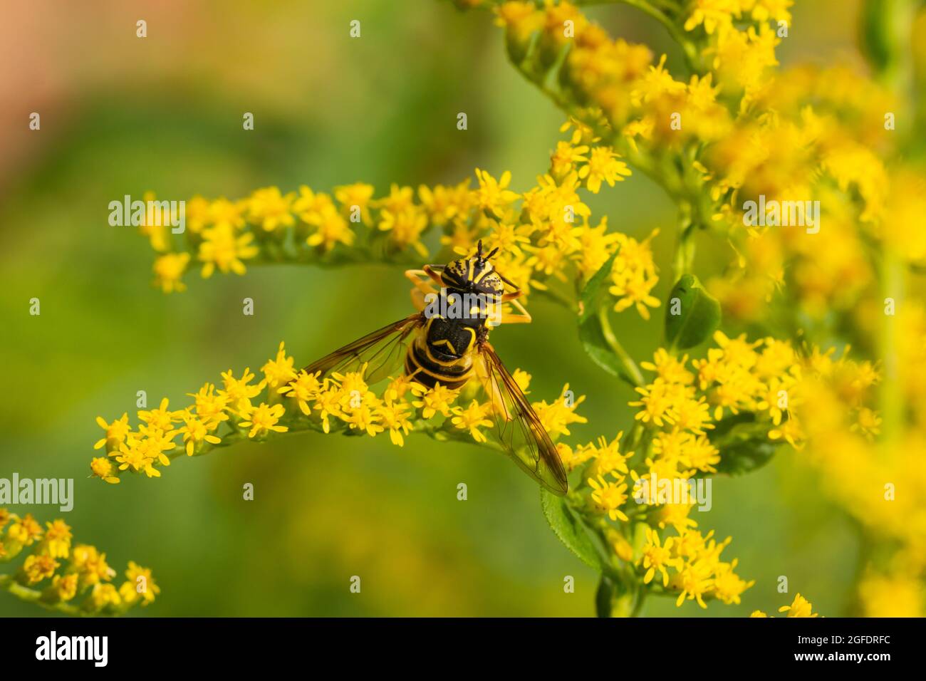 Hornet orientale Fly sui fiori di goldenrod Foto Stock