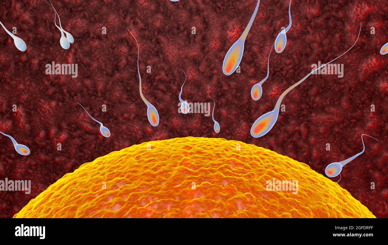 La fecondazione è la fusione di gameti aploidi, concetto di uovo e sperma fertilizzazione e impianto 3D rendering illustrazione Foto Stock