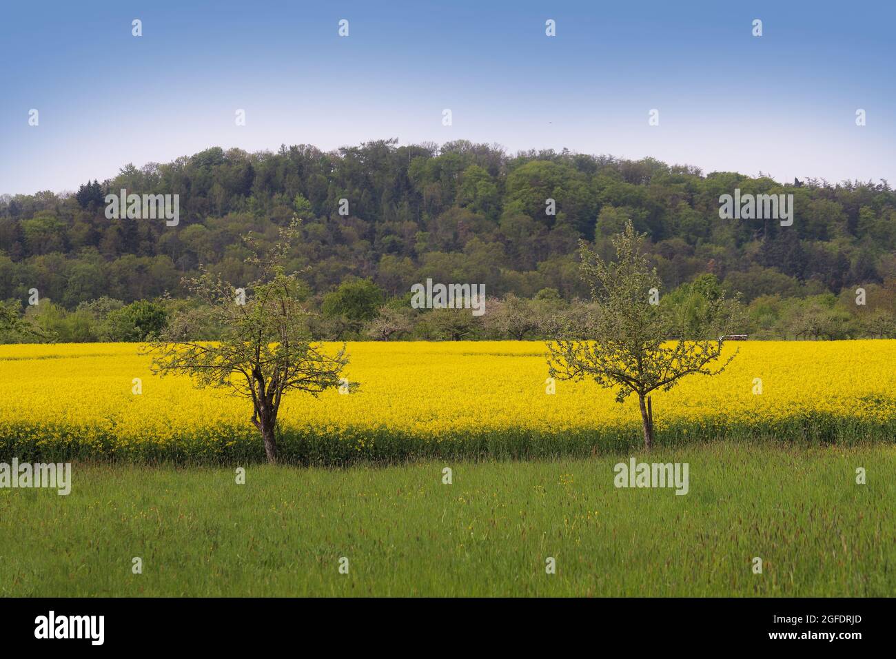ländliche Szene eines blühenden gelben Rapsfeld mit Wald im Hintergrund an einem sonnigen Tag in Baden-Württemberg Foto Stock
