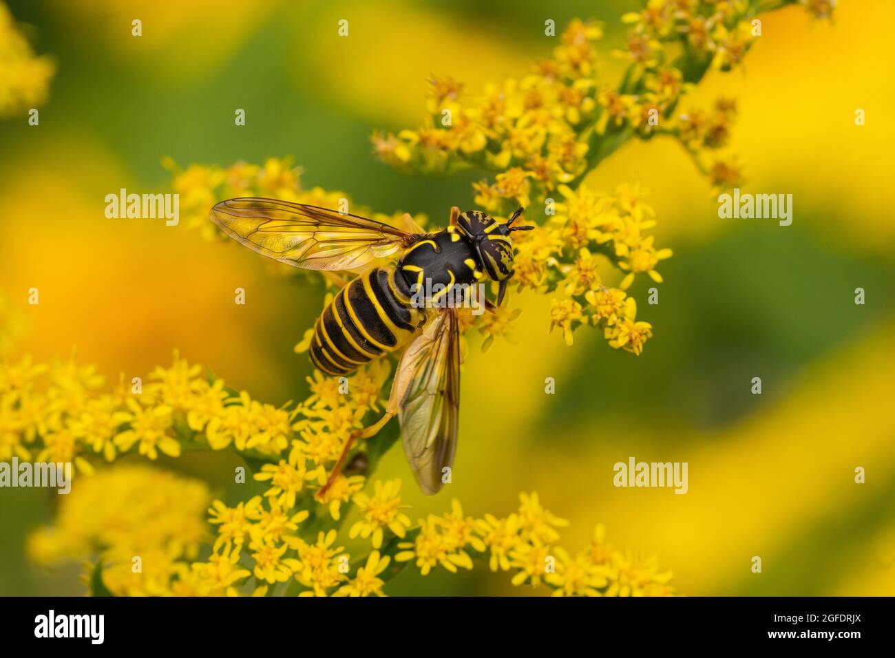 Hornet orientale Fly sui fiori di goldenrod Foto Stock