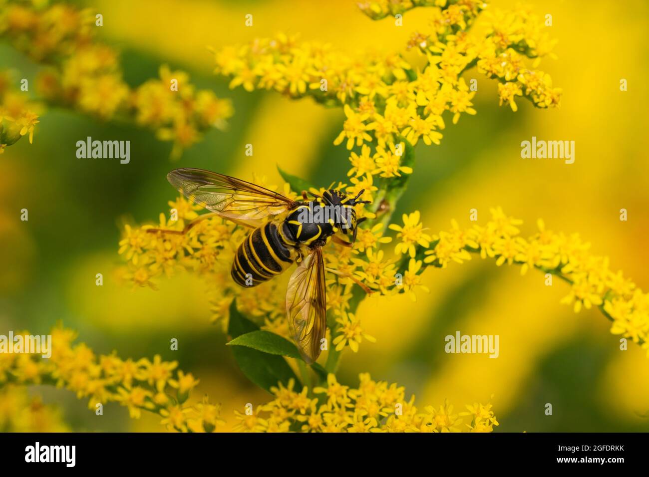Hornet orientale Fly sui fiori di goldenrod Foto Stock