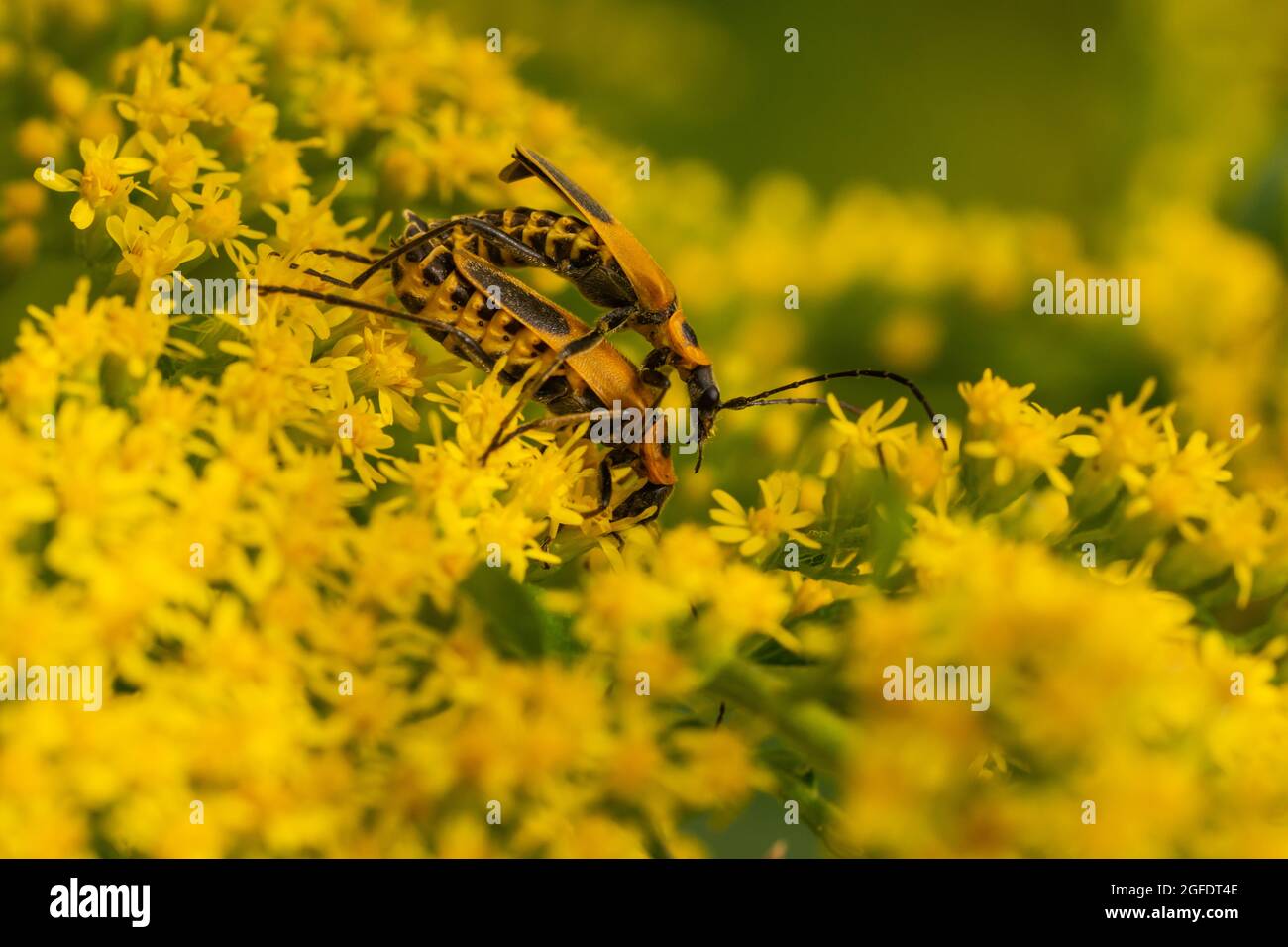 Goldenrod Coleotteri soldato che si accoppiano su goldenrod Foto Stock