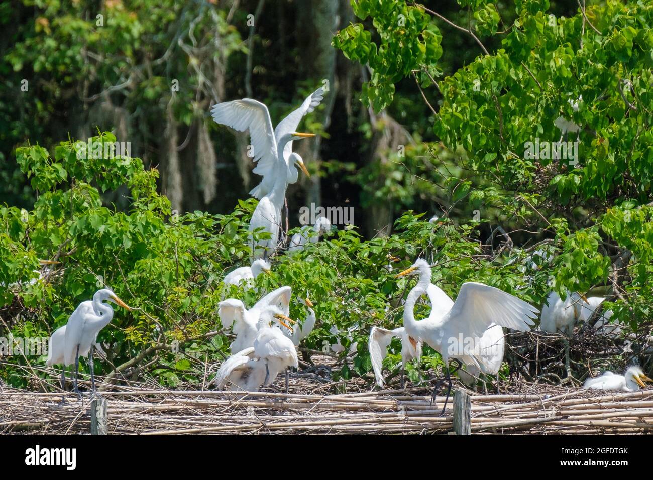 Egret Rookery nel sud della Louisiana, Stati Uniti Foto Stock