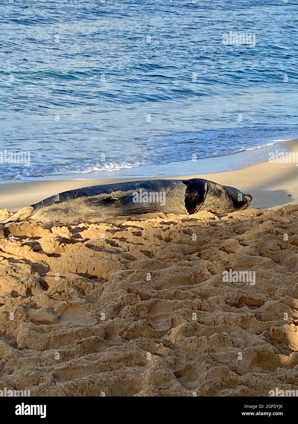 Il Monk Seal Hawaiiano in via di estinzione si trova sulla spiaggia di Kauai. La foca monaca hawaiana è una delle specie di foca più minacciate al mondo. Foto Stock