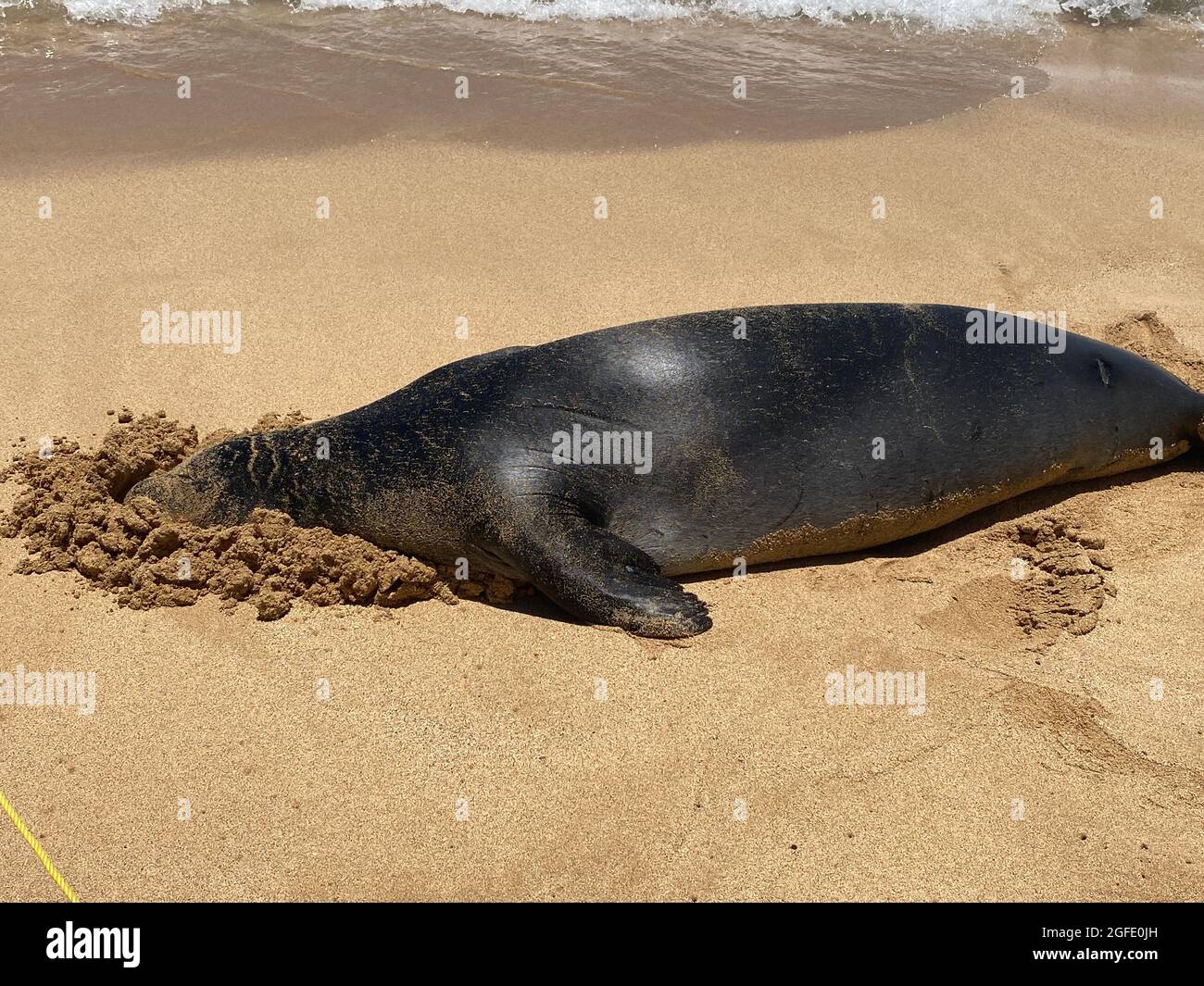 Il simbolo del Mistico Hawaiiano in via di estinzione seppellisce la testa nella sabbia a Poipu Beach a Kauai. La foca monaca hawaiana è una delle specie di foca più minacciate. Foto Stock