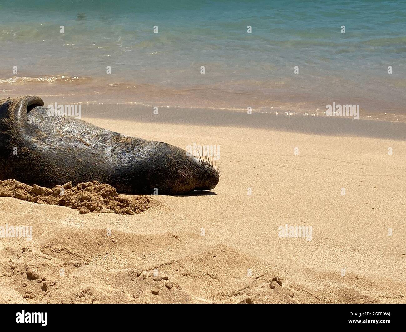 Il Monk Seal Hawaiiano in via di estinzione si trova sulla spiaggia di Kauai. La foca monaca hawaiana è una delle specie di foca più minacciate al mondo. Foto Stock