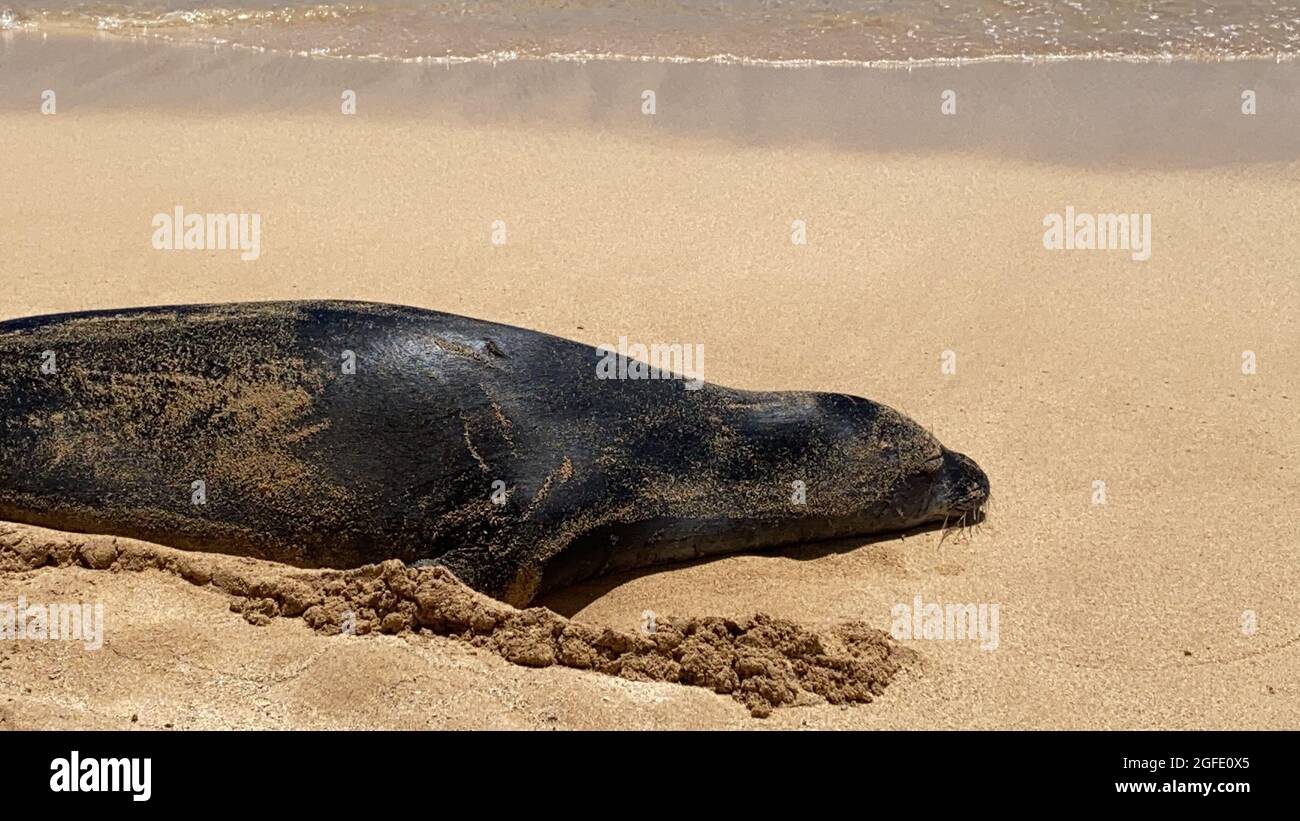 Il Monk Seal Hawaiiano in via di estinzione si trova sulla spiaggia di Kauai. La foca monaca hawaiana è una delle specie di foca più minacciate al mondo. Foto Stock