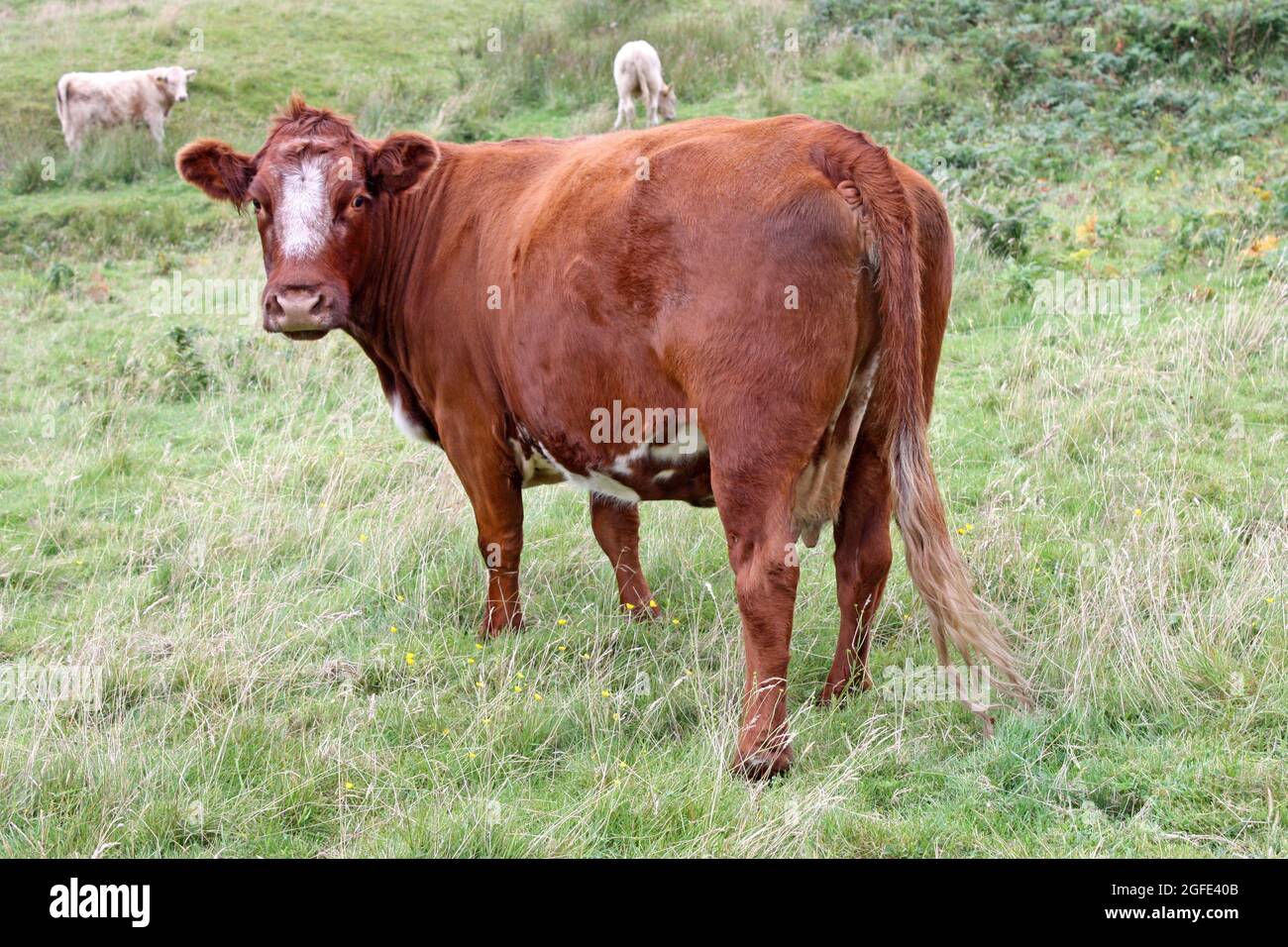 Una mucca marrone e bianca sul Grassland di Rough. Foto Stock