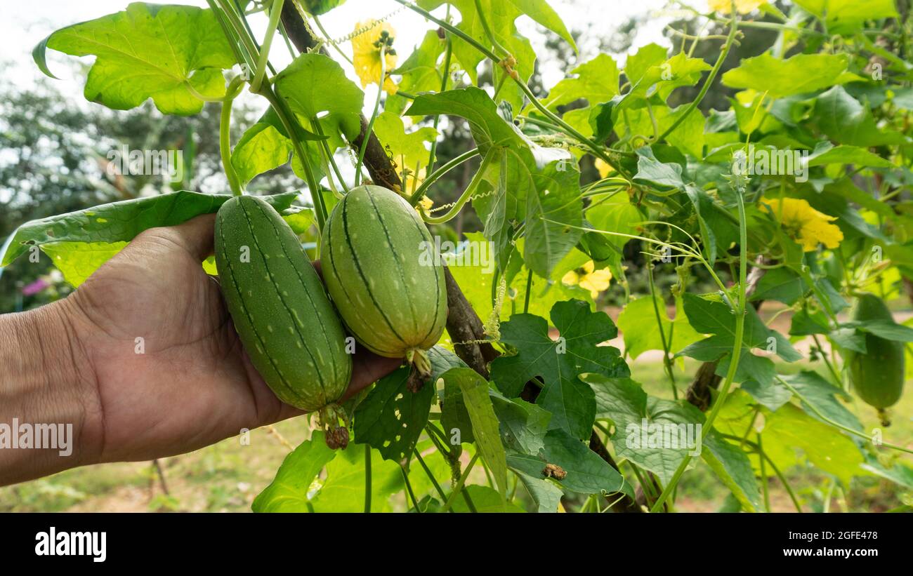 Il giardiniere di mano controlla la frutta organica. Gourd Long Luffa angolato nel giardino Foto Stock