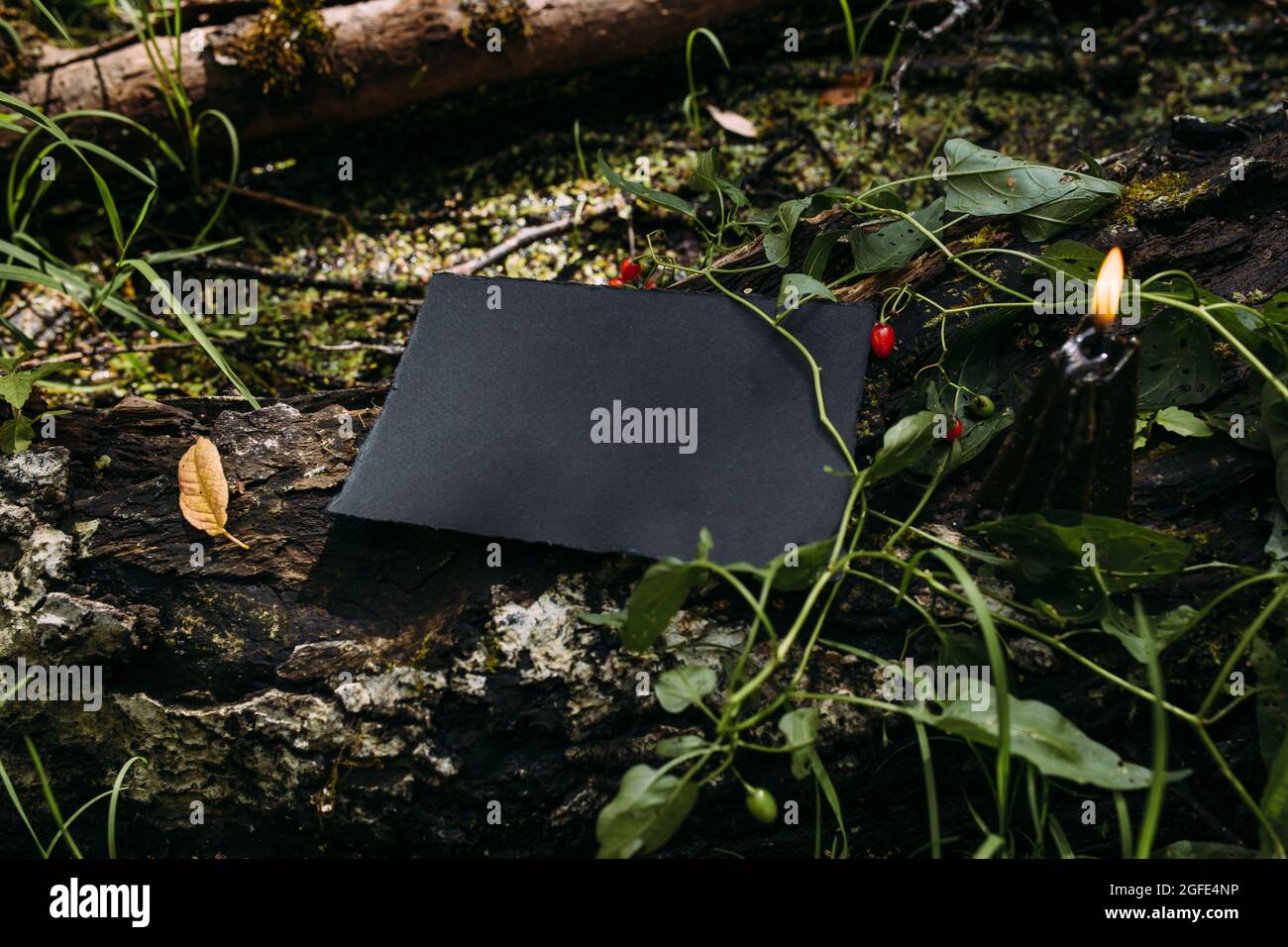 Mockup di carta artigianale nera, candela nera sullo sfondo della natura magica foresta Foto Stock