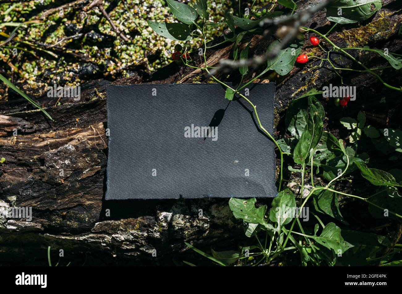 Modello di mockup nero di carta artigianale sullo sfondo della natura magica foresta Foto Stock