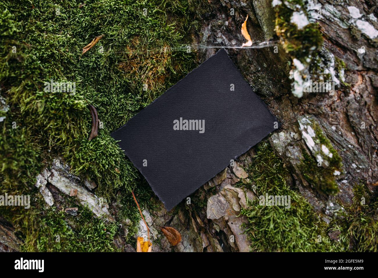 Modello di mockup nero di carta artigianale sullo sfondo della natura magica foresta Foto Stock