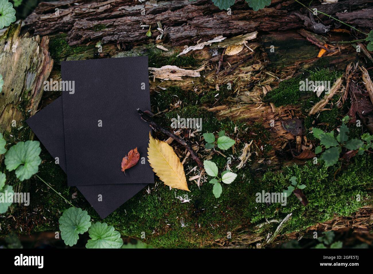 Modello di mockup nero di carta artigianale sullo sfondo della natura magica foresta Foto Stock