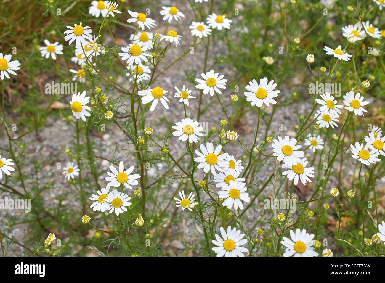 Matricaria camomilla in fiore Foto Stock