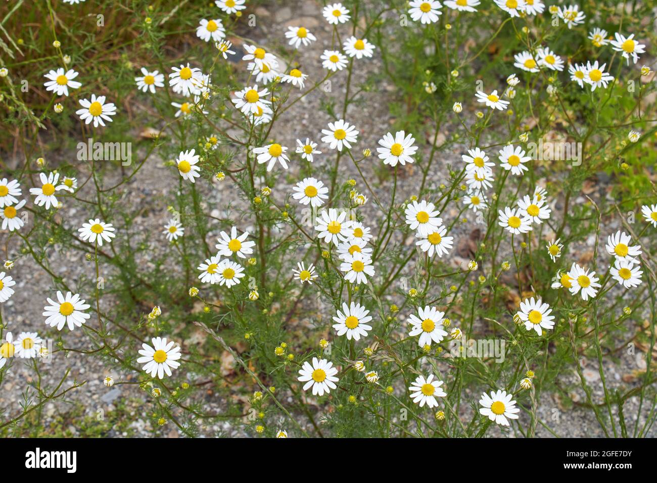 Matricaria camomilla in fiore Foto Stock