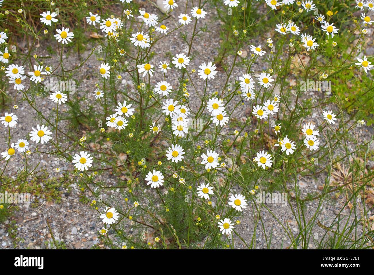 Matricaria camomilla in fiore Foto Stock