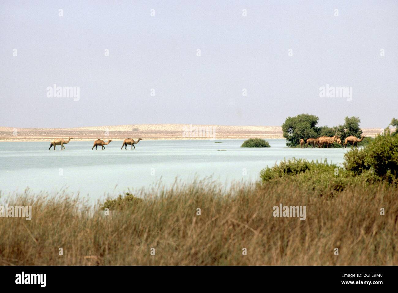 Cammelli che attraversano l'acqua nel deserto Dubai Emirati Arabi Uniti Foto Stock