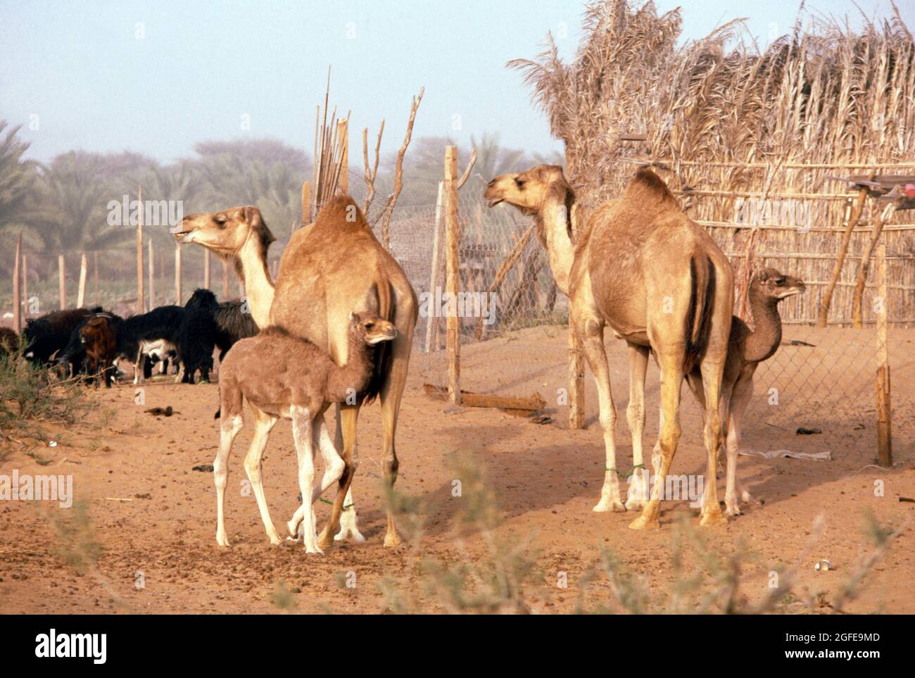 Cammelli con i loro vitelli Dubai Emirati Arabi Uniti Foto Stock