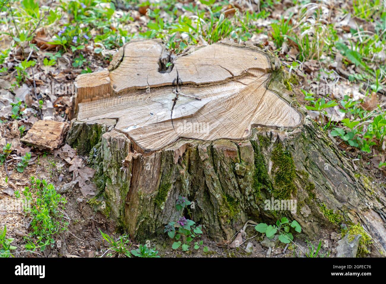 Cutted Tree Stump in Woods natura danno Foto Stock