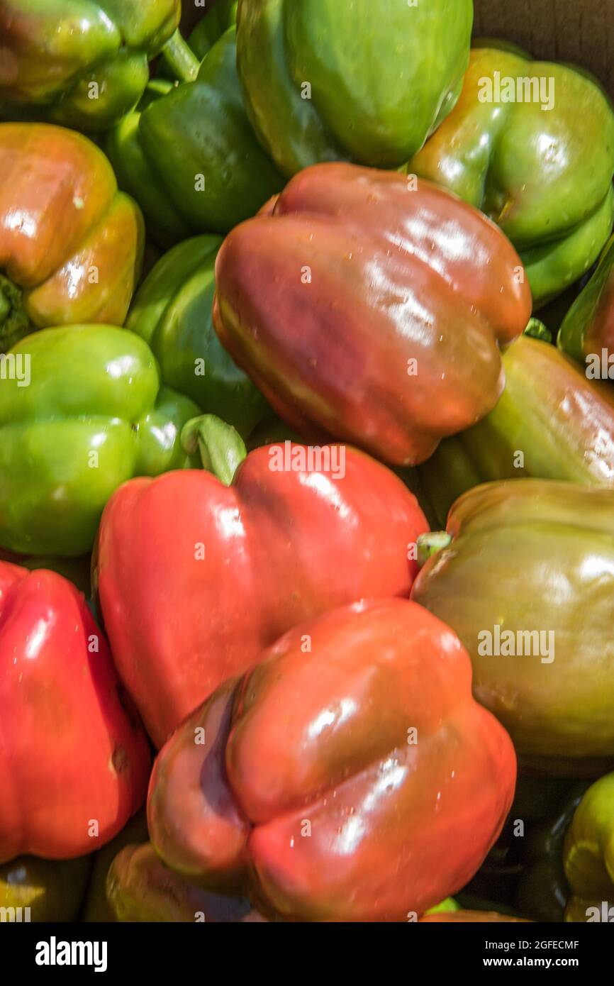 Peperoni rossi e verdi appena raccolti Foto Stock