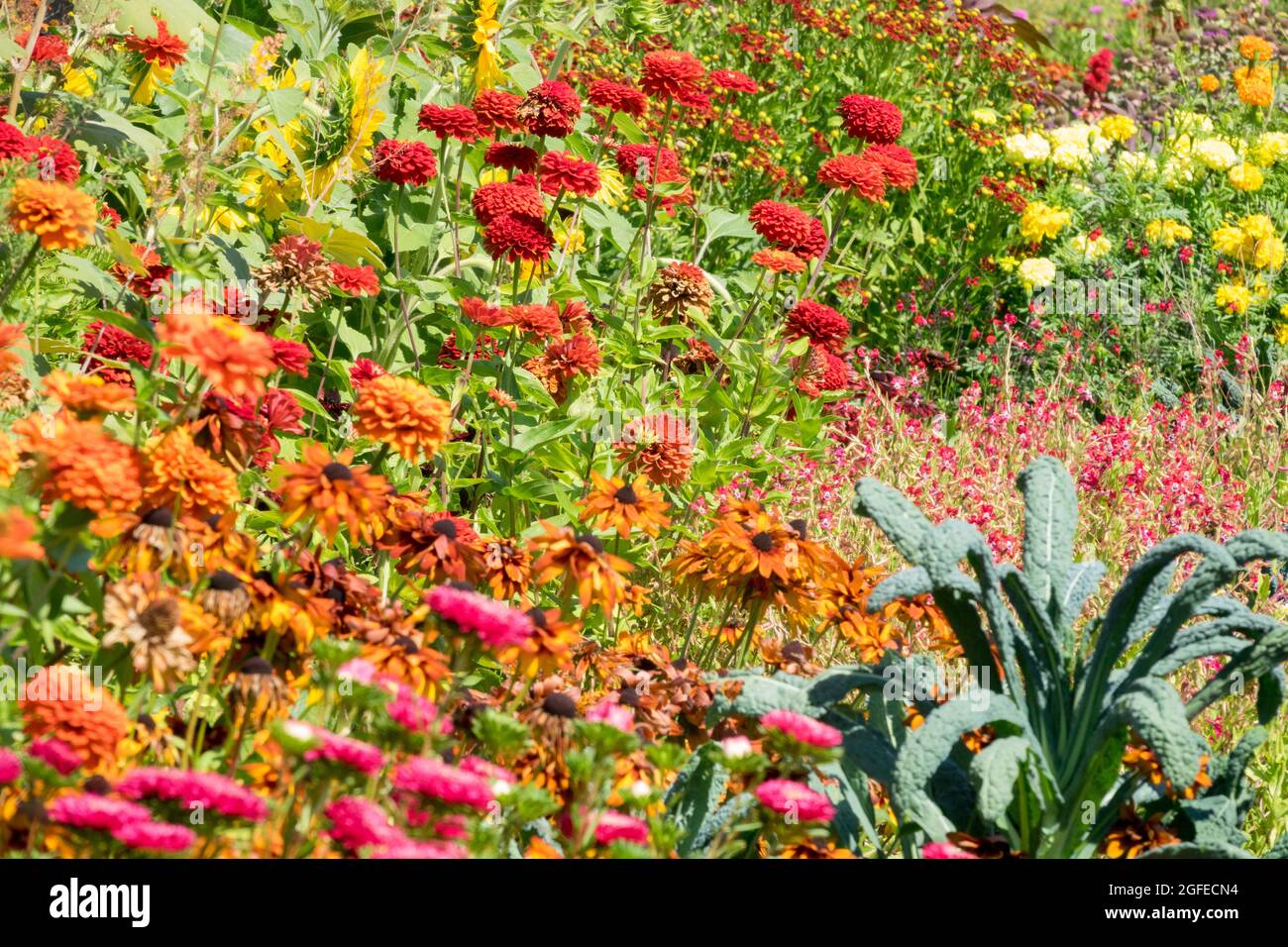 Metà estate cottage giardino fiori zinnias Rudbeckias, ornamentale Kale Foto Stock