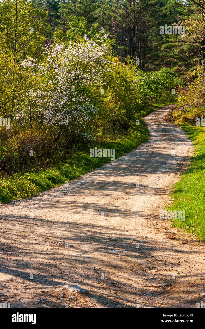 Una tranquilla strada sterrata nella rurale barre, Massachusetts Foto Stock