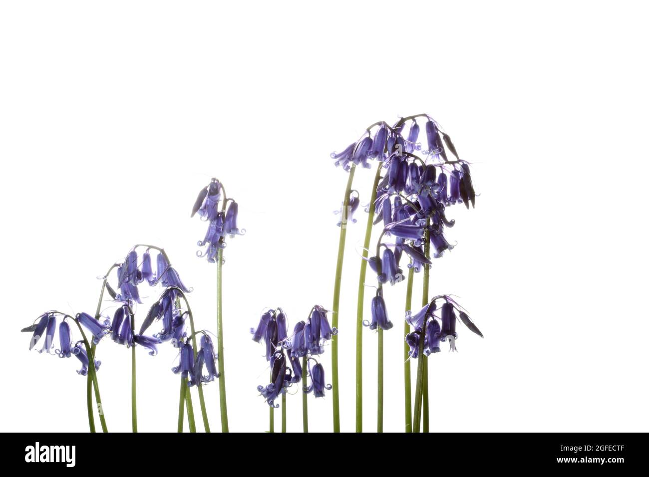 Teste di fiori blu aperte su gambi di bluebells fotografati su sfondo bianco Foto Stock