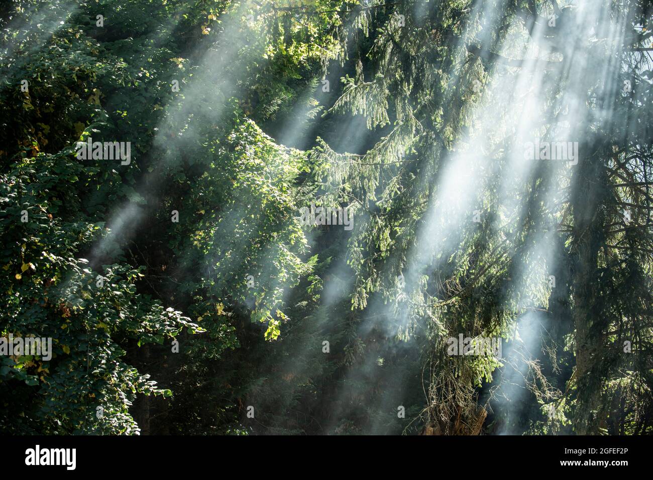 La luce del sole filtra attraverso gli alberi nel parco pubblico Foto Stock