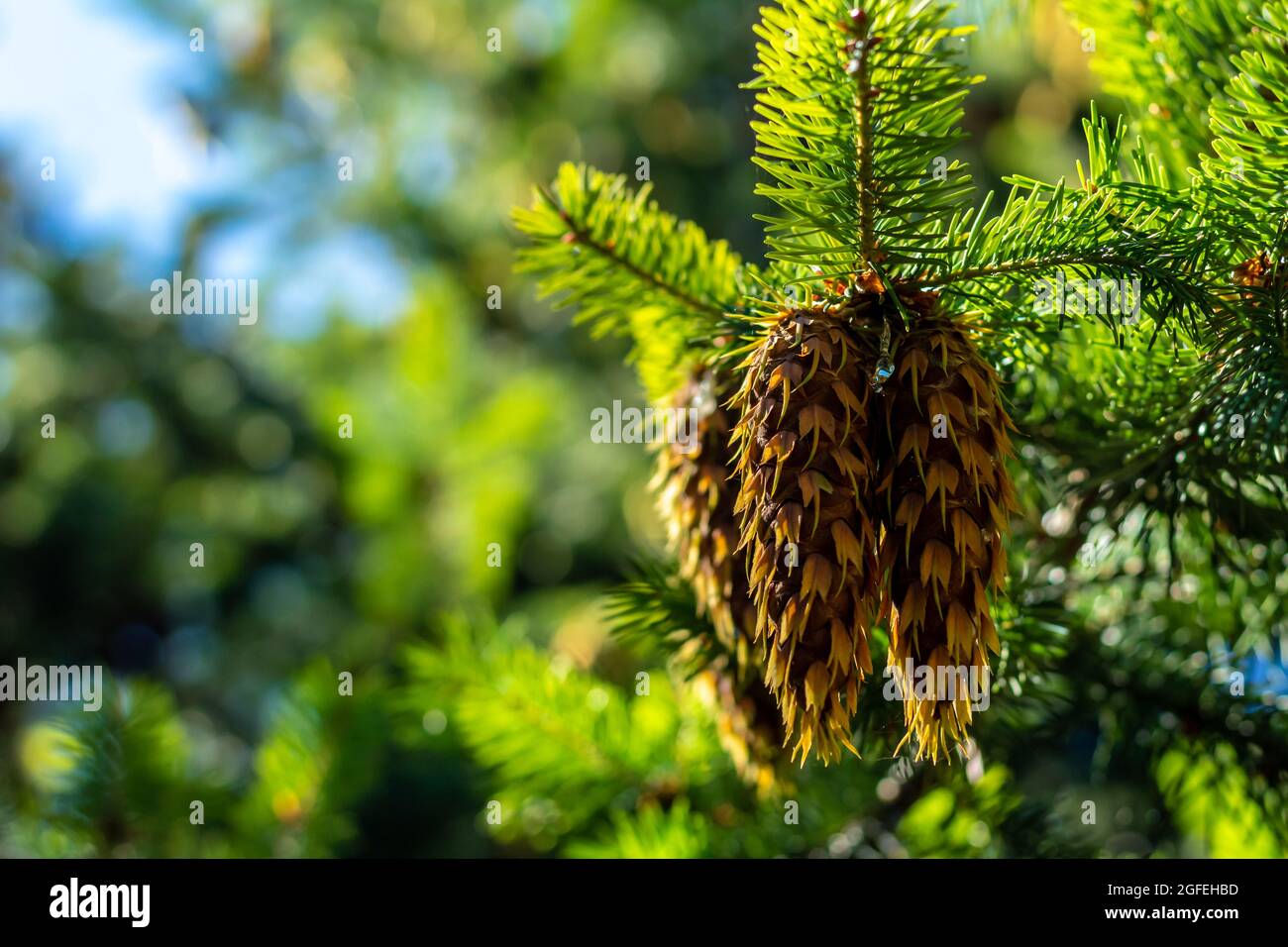 Aghi di pino e pino. Alberi non focalizzati e cielo blu sullo sfondo. Foto Stock