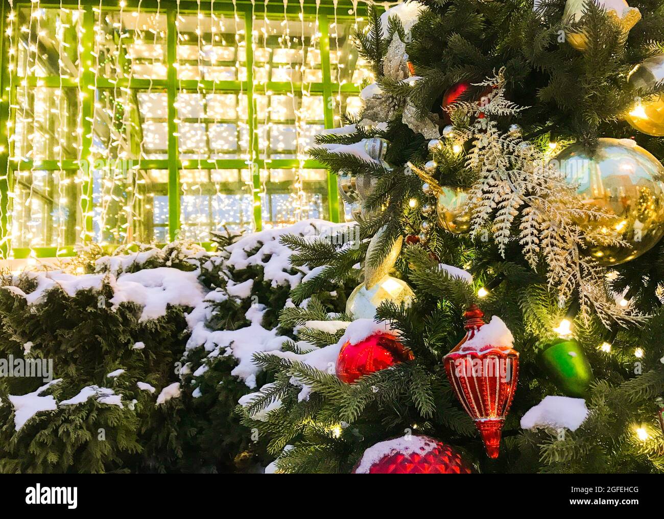 Sfondo Natale: Albero di Natale verde coperto di neve, con luci e ornamenti  in vetro di colore rosso, oro. Un frammento di una vetrina verde di un Foto  stock - Alamy