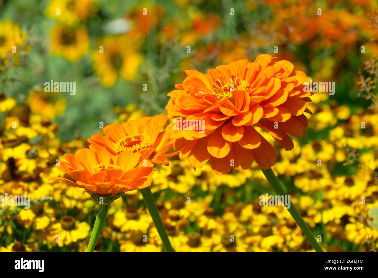 Zinnie arancio fiori in giardino, sfondo giallo Heleniums Foto Stock