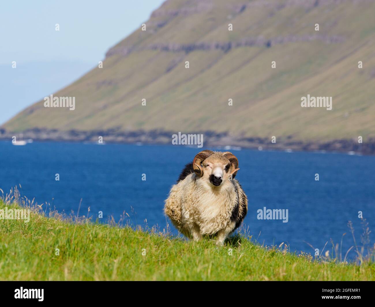 Pecore Faroe su Isole Faroe. Si tratta di un territorio autonomo all'interno del Regno di Danimarca. Europa. Foto Stock