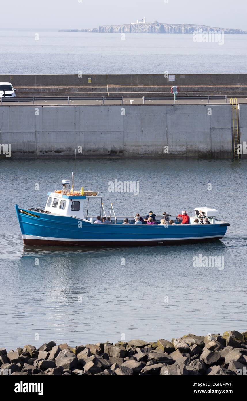 Gita in barca sull'isola di Farne 4 ritorno al Seahouses Harbour, North Sunderland Harbour, Northumberland, Inghilterra. Foto Stock