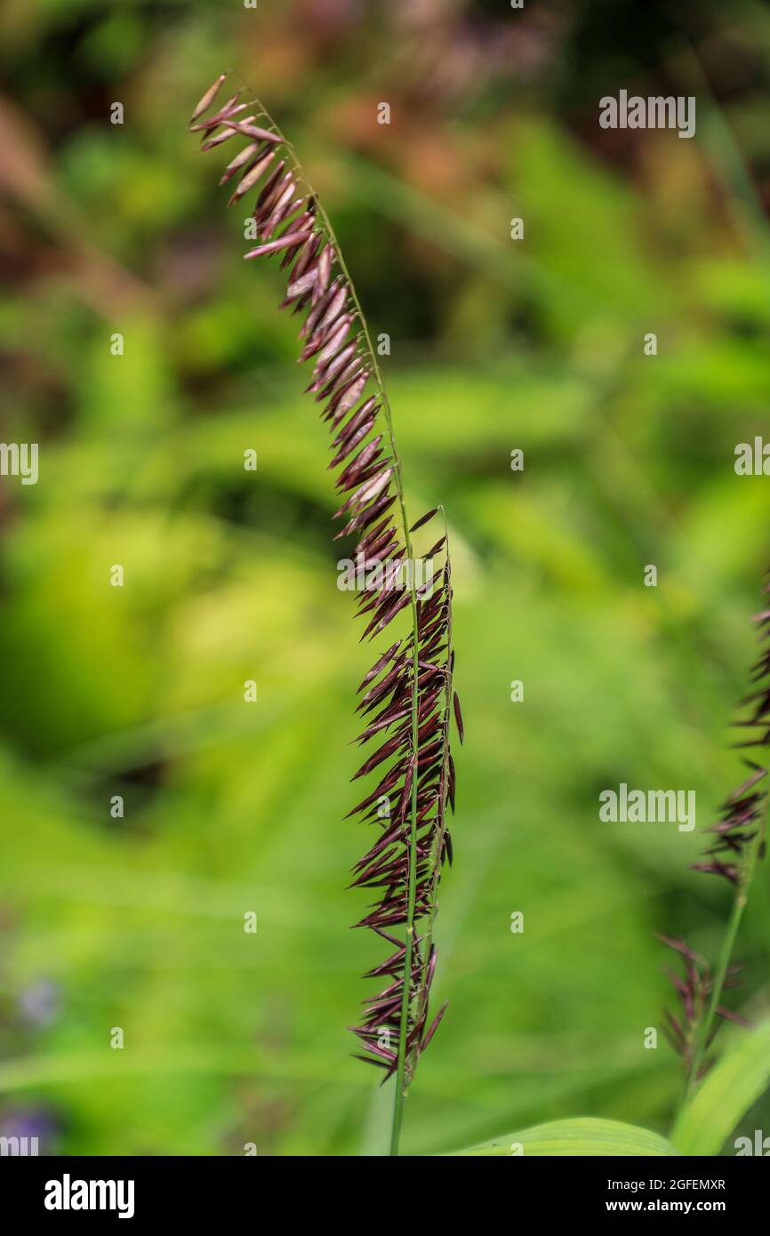 Sideoats grama (Bouteloua curtipendula), un prato perenne e breve, Inghilterra, Regno Unito Foto Stock