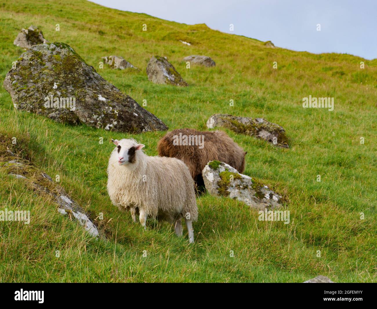 Pecore Faroe sull'isola Kalsoy - Isole Faroe. Si tratta di un territorio autonomo all'interno del Regno di Danimarca. Europa. Foto Stock