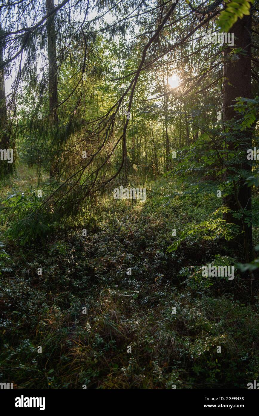 Una fitta foresta con aree molto ombreggiate e illuminate dai raggi del sole, con alberi ricoperti di muschio. Foto Stock