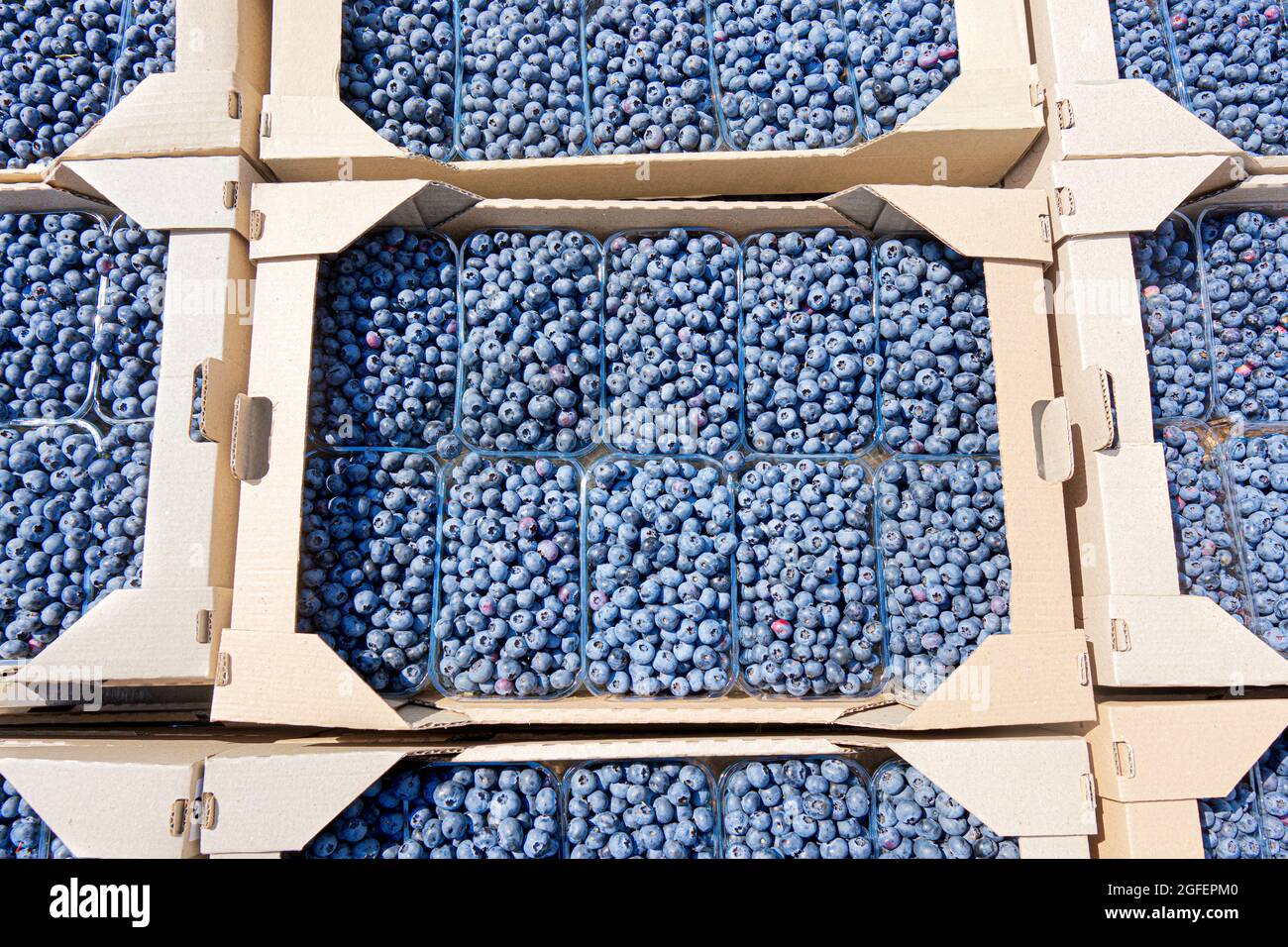 Mirtilli appena raccolti in scatole di cartone autoassemblate pronte per la spedizione Foto Stock