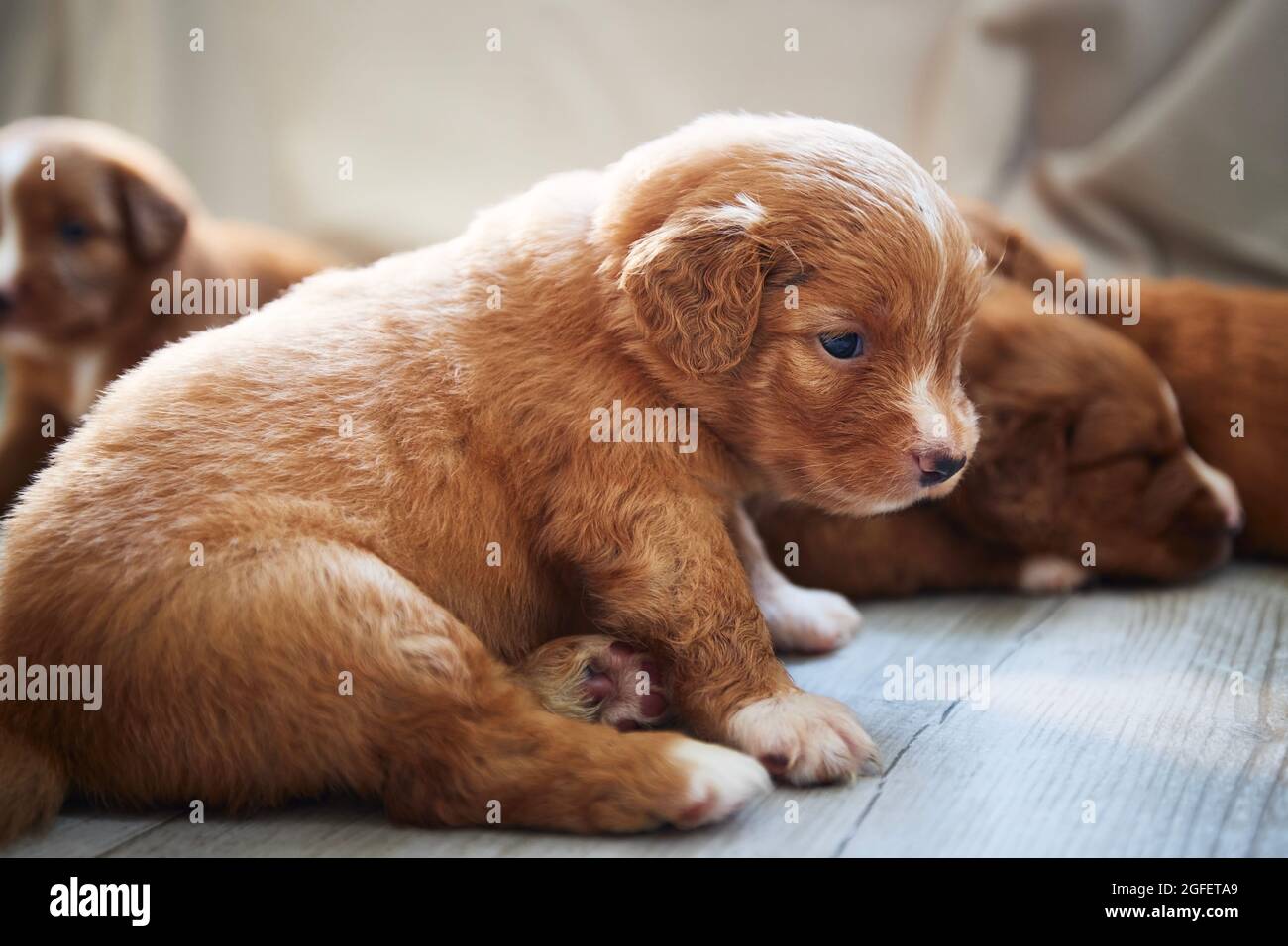 Gruppo di cuccioli carini che riposano a casa. Allevamento di anatra Nuova Scozia Retricciolante. Foto Stock