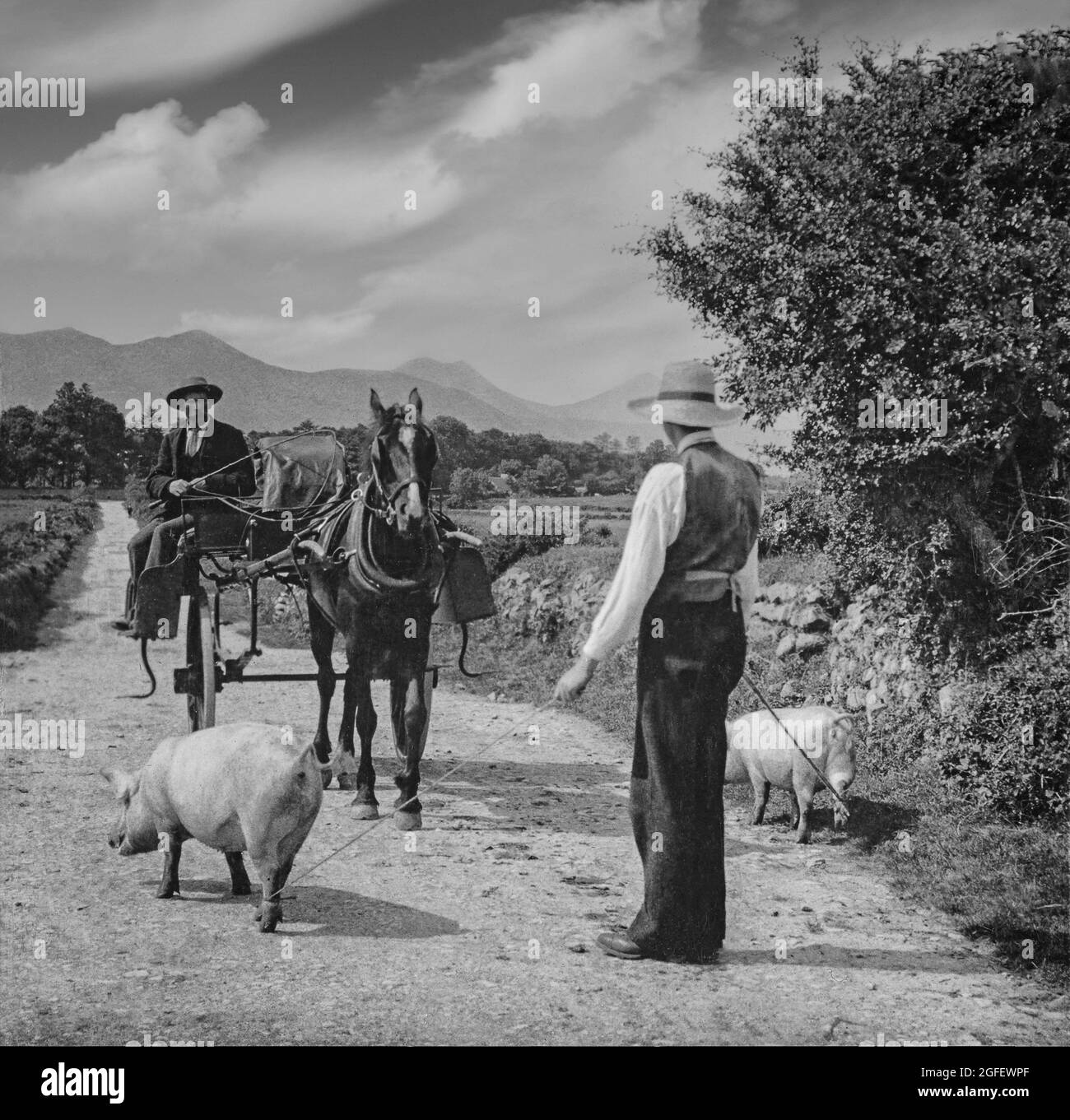 Inizio 20 ° secolo vista di una strada di campagna in cui un pony e trappola incontra un agricoltore che prende maiali per pascolare la verga stradale, County Kerry, Irlanda. Foto Stock