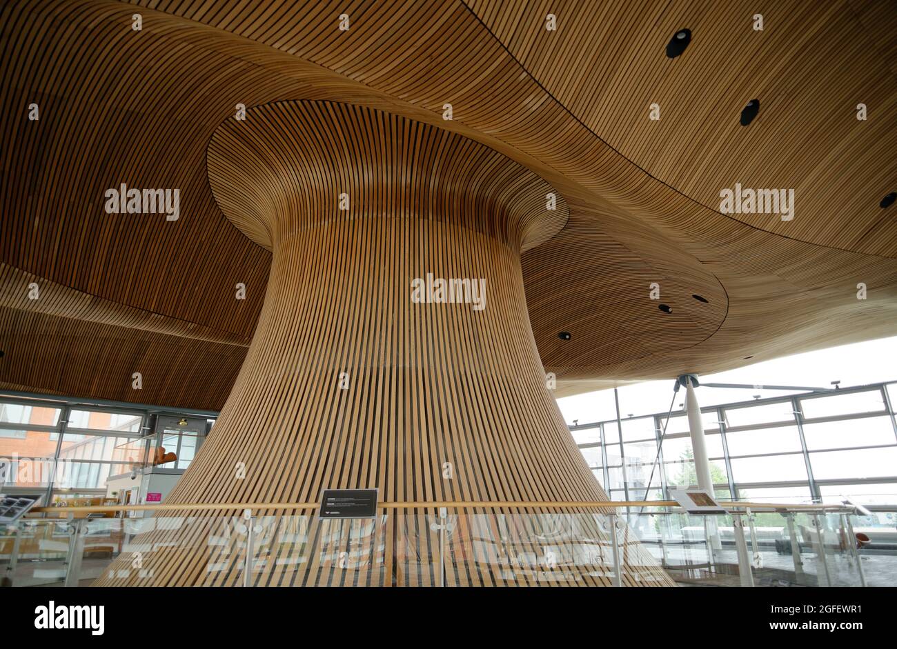 All'interno dell'edificio del Parlamento gallese nella baia di Cardiff, Galles. Soffitto/tetto ondulato a fungo in legno di cedro. Richard Rogers ha progettato l'edificio. Foto Stock