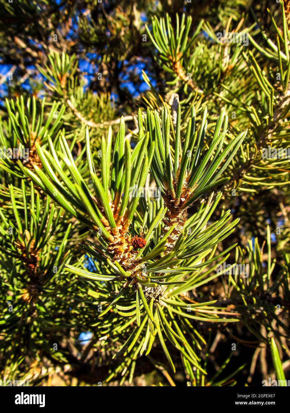 Primo piano degli aghi di uno Utah Juniper, Juniperus Osteosperma, nel parco statale della Foresta pietrificata, fuori Escalante, Utah, USA Foto Stock